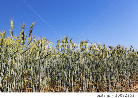 green unripe cereal 30022353