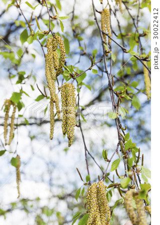 birch catkins, outdoors birch catkins, outdoors 30022412