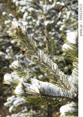 spruce in the snow, winter 30022413