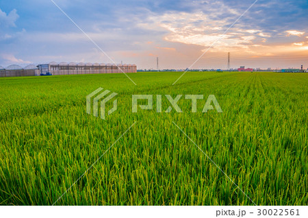 ごはん イネ 米 30022561