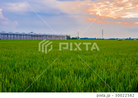 たんぼ 田んぼ 田圃 30022562