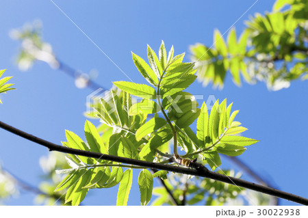 green leaves of mountain ash green leaves of mountain ash 30022938