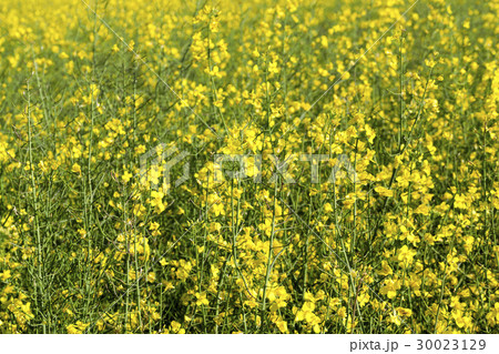 yellow flower rape 30023129