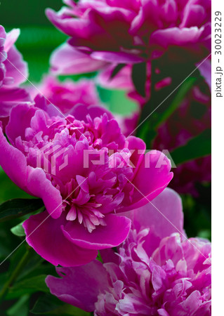 peonies 30023229