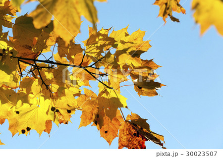 yellowed maple trees in the fall yellowed maple trees in the fall 30023507