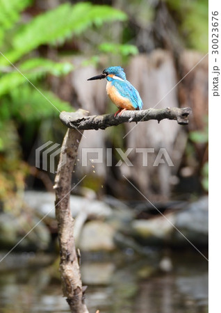 カワセミ(オス)（根川緑道･立川公園／東京都立川市） 30023676