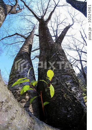 宿り木とサクラの木 宿り木とサクラの木 30024061