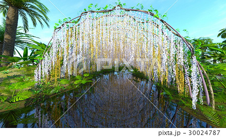 藤棚と池のある庭 藤棚と池のある庭 30024787