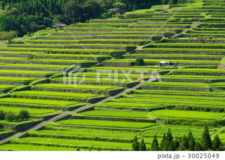 坂元の棚田 30025049