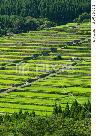 坂元の棚田 30025051