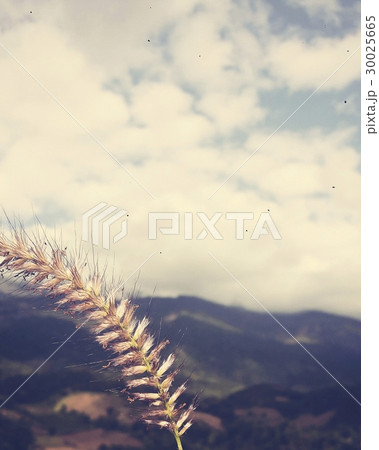 Scenery Nature View Cloud Summer 30025665