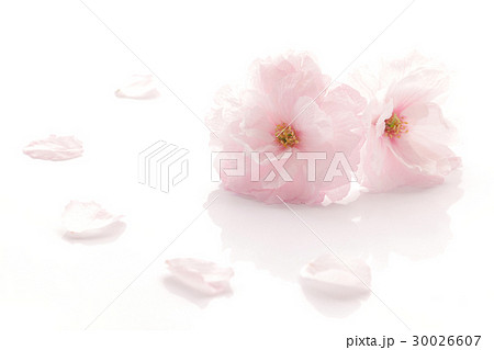 八重桜 白背景 30026607