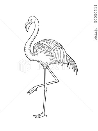 Cute Graphic Flamingoのイラスト素材 30030511 Pixta