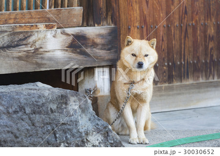 古民家の番犬 古民家の番犬 30030652