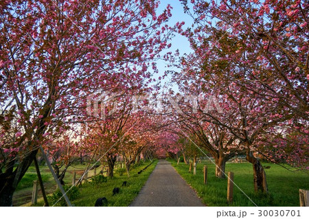 千葉県 八重桜のトンネル 秋元牧場 千葉県 八重桜のトンネル 秋元牧場 30030701