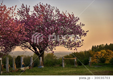 千葉県　八重桜　秋元牧場 30030703