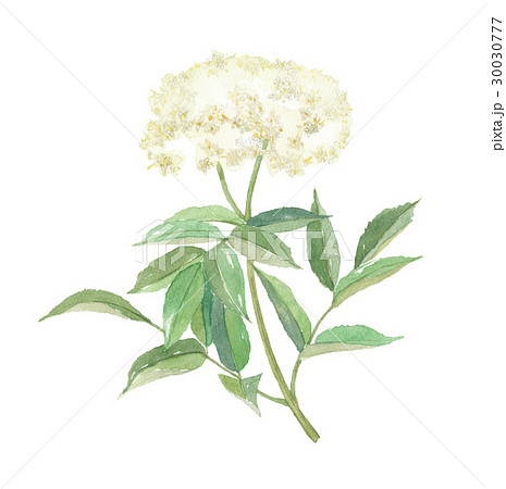 https pixta jp illustration 30030777