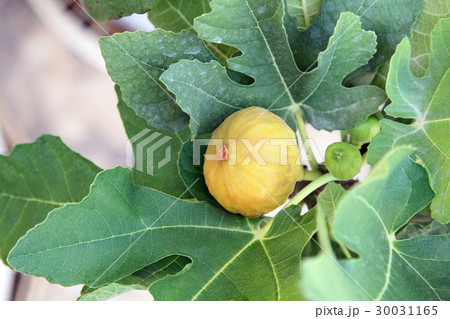 Edible yellow figs fruit on the branch of the fig  30031165