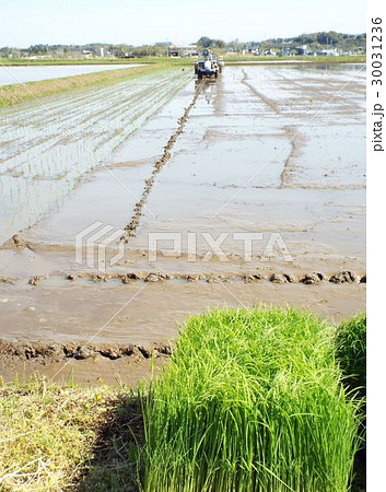 最近の水稲はマット苗を田植機で植えます 最近の水稲はマット苗を田植機で植えます 30031236