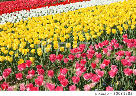 チューリップ畑 30031282