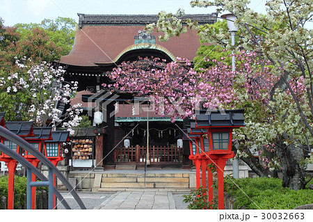 京都　六孫王神社　桜と唐門 30032663