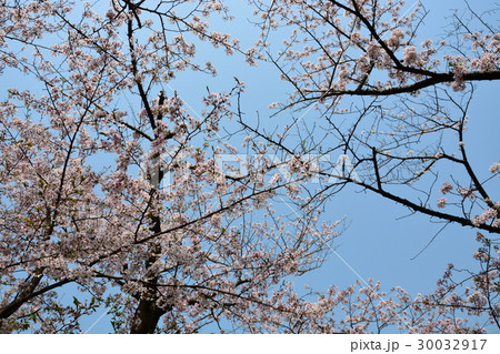 春爛漫　さくら並木 30032917