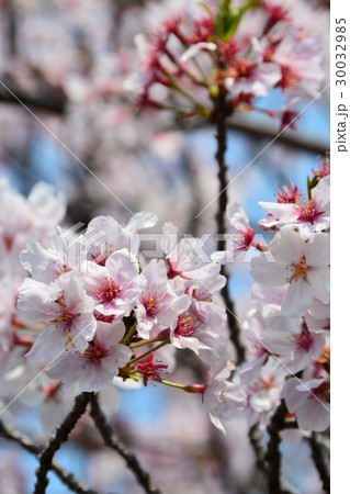 春爛漫 さくら並木 春爛漫 さくら並木 30032985