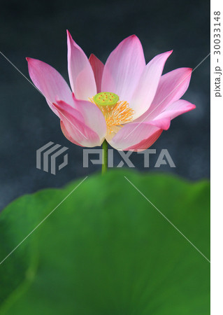 Pink waterlily on tropical garden Pink waterlily on tropical garden 30033148