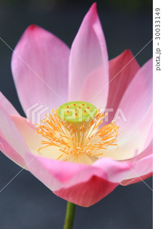 Close-up of pink  waterlily on tropical garden 30033149