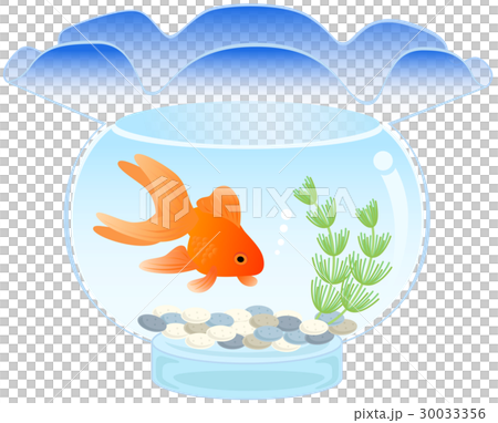 金魚鉢 30033356
