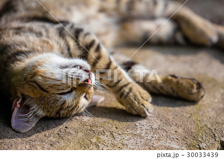 Portrait of a happy sleeping cat Portrait of a happy sleeping cat 30033439