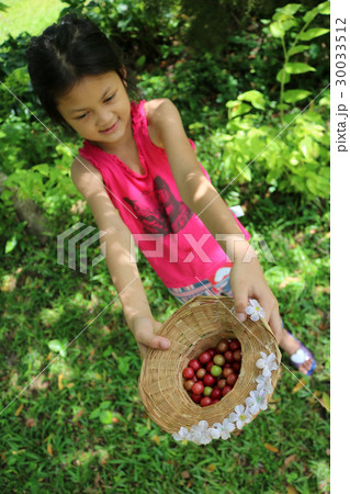 Asian girls are harvested the fruit in the garden. Asian girls are harvested the fruit in the garden. 30033512