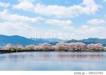 平の沢池　桜　京都　亀岡 30033762