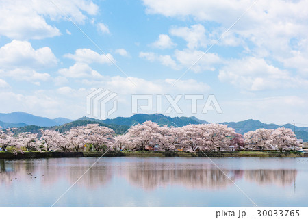 平の沢池　桜　京都　亀岡 30033765