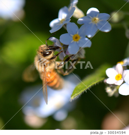 忘れな草に来た西洋ミツバチ 30034594