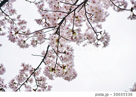 日本の桜、（サクラ、さくら）、ソメイヨシノ 30035536