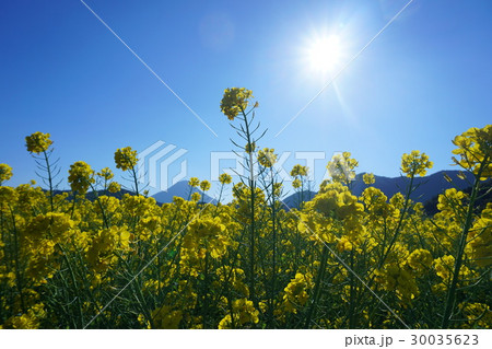 浴びる菜の花 30035623