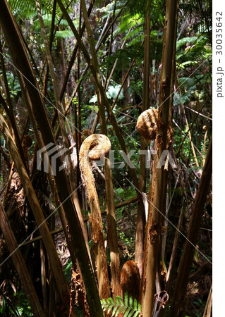 アカカ滝州立公園　ハプウ 30035642