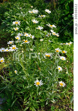 Bush large garden daisies on a Sunny summer day in Bush large garden daisies on a Sunny summer day in 30036022
