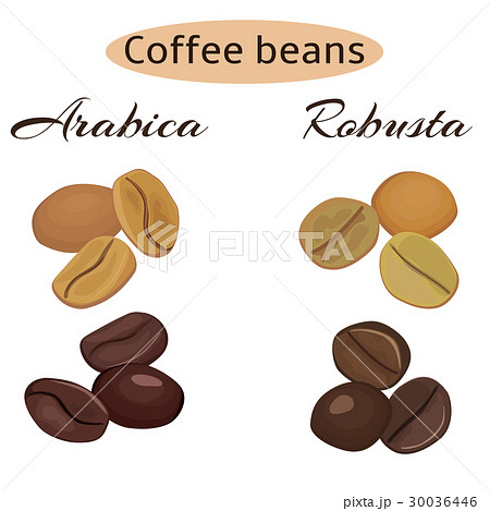 Types of coffee beans. Arabica and robusta Types of coffee beans. Arabica and robusta 30036446
