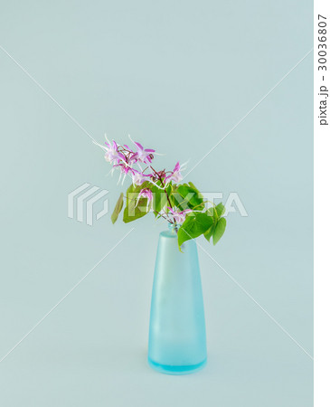 イカリソウ 30036807