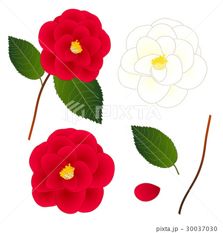 White and Red Camellia Flower. Vector Illustration 30037030