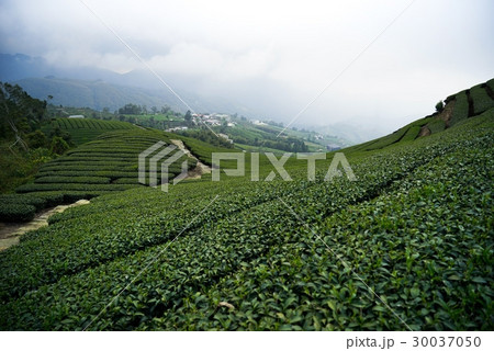 茶畑 紅茶農園 茶園 30037050