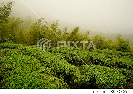 茶畑 紅茶農園 茶園 30037052
