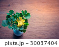 Ornamental  Plant with Green and Yellow leaves 30037404