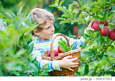 Little kid boy picking red apples on farm autumn 30037591