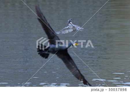 ヤマセミ ヤマセミ 30037898