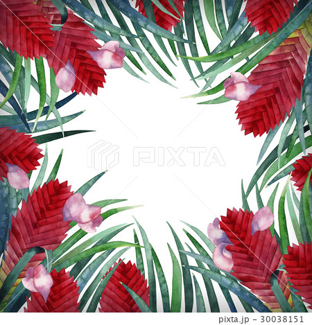 Watercolor tillandsia cyanea card Watercolor tillandsia cyanea card 30038151