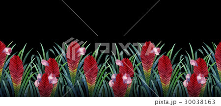 Watercolor tillandsia cyanea card 30038163