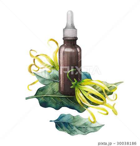 Watercolor ylang ylang oil Watercolor ylang ylang oil 30038186
